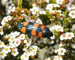 Castiarina thomsoni