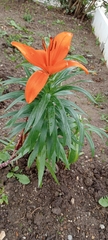 Lilium candidum