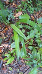 Spathanthus unilateralis