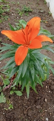 Lilium candidum