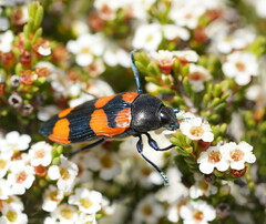 Castiarina thomsoni