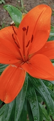 Lilium candidum