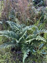 Polypodium calirhiza