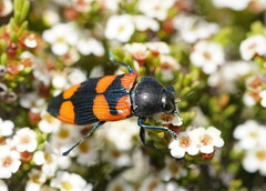 Castiarina thomsoni