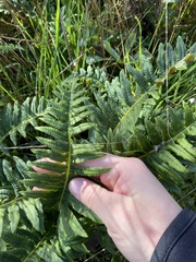 Polypodium calirhiza