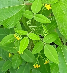 Oxalis barrelieri