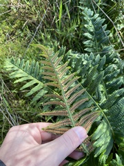 Polypodium calirhiza