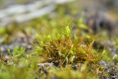 Pleuridium subulatum