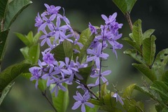 Petrea volubilis