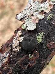 Trichoderma lixii