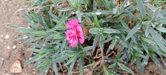 Dianthus caryophyllus