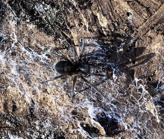 Amaurobius