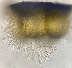 Trichoderma lixii