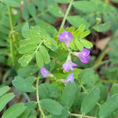 Astragalus nuttallianus