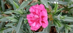 Dianthus caryophyllus
