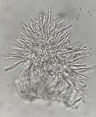 Trichoderma lixii