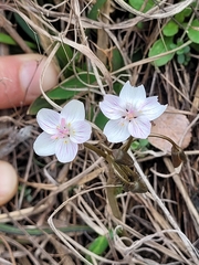 Claytonia virginica