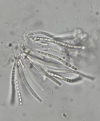 Trichoderma lixii