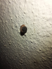 Xerotricha conspurcata