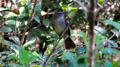 Cnemotriccus fuscatus