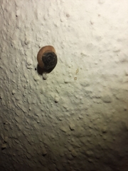 Xerotricha conspurcata