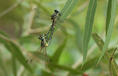 Austrogomphus cornutus