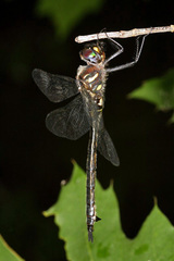 Somatochlora elongata