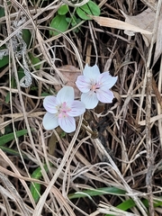 Claytonia virginica