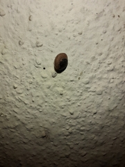 Xerotricha conspurcata