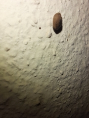 Xerotricha conspurcata