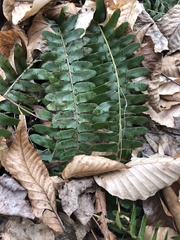 Polystichum acrostichoides