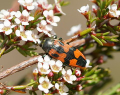 Castiarina delectabilis