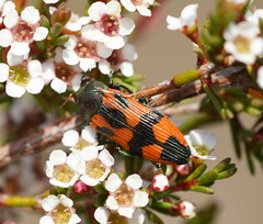 Castiarina delectabilis