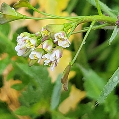 Capsella bursa-pastoris