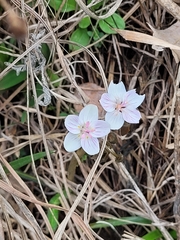 Claytonia virginica