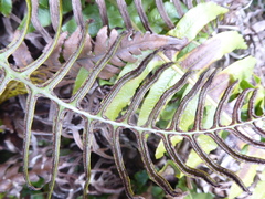 Cranfillia vulcanica