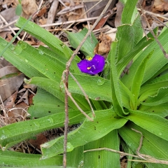 Tradescantia gigantea