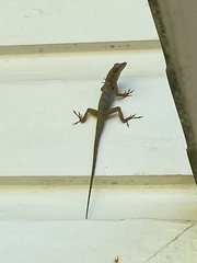 Anolis aeneus