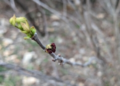 Ungnadia speciosa