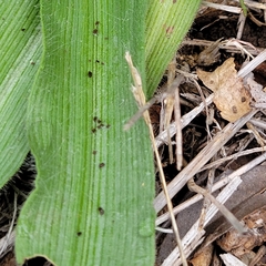 Tradescantia gigantea