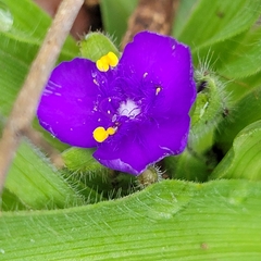 Tradescantia gigantea