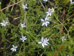Isotoma