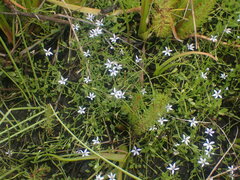 Isotoma