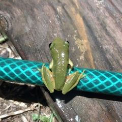 Hyperolius tuberilinguis