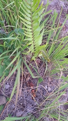 Zamia standleyi