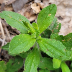 Lithospermum matamorense