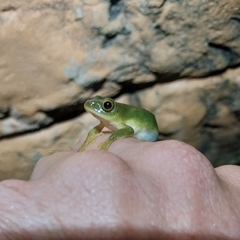 Hyperolius tuberilinguis