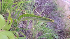 Zamia standleyi