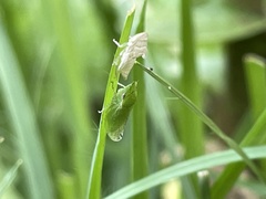 Xerophloea