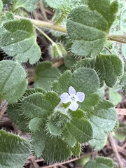 Veronica hederifolia-sublobata-triloba